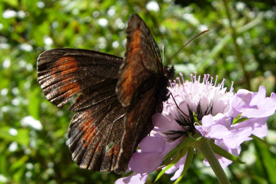 Erebia manto?